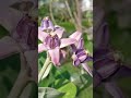আকন্দ ফুল #আকন্দ #akanda