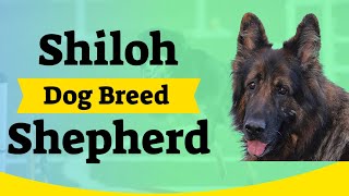 Shiloh Shepherd Dog Breed  Better than German Shepherd?