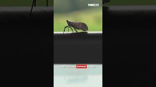 Spotted lanternflies are spreading. A bipartisan bill aims to fight back