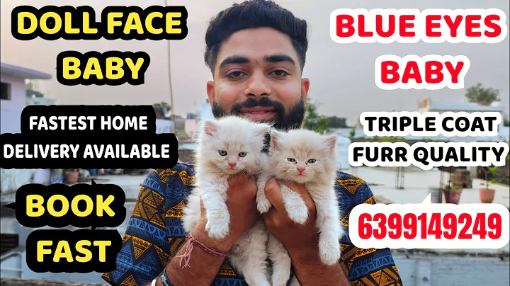 Video 8555961: persiancat cat pets, blue eyes persian cat, persiancat white cat, persian cat female, persiancat baby cat, cat show quality