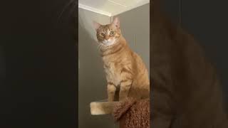 The Royal Kitty Gives His Domain A Morning Inspection.