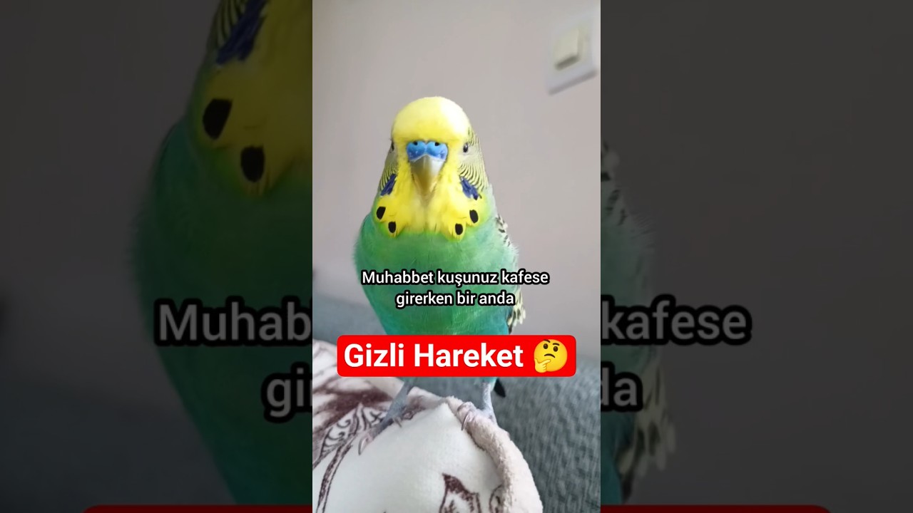 Kafese Girerken Neden Kafasını Sallar? Sebebi Bambaşka… 😳 #muhabbetkuşu #kuşdavranışı #muhabbet