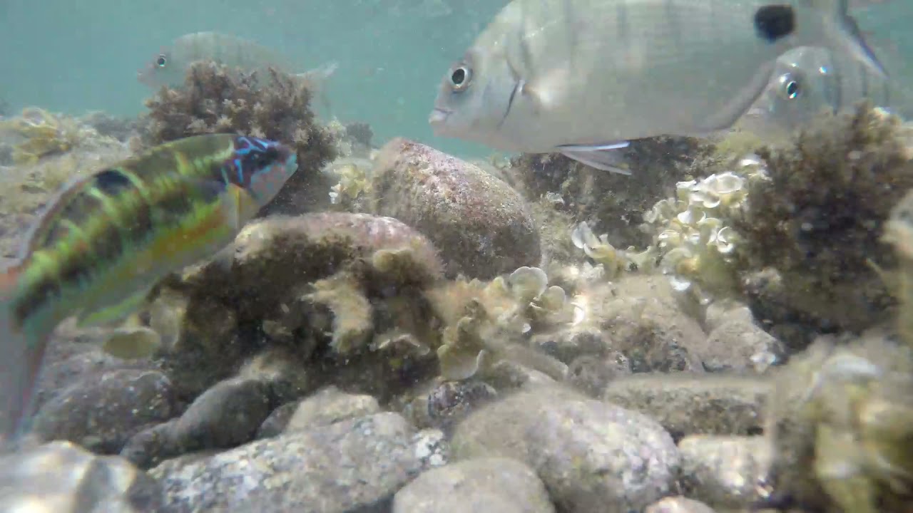 Peces en Cabo de Gata