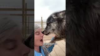 МОЖНО ЛИ ОДОМАШНИТЬ ВОЛКА? #wolf #wolfvsdog #dogs