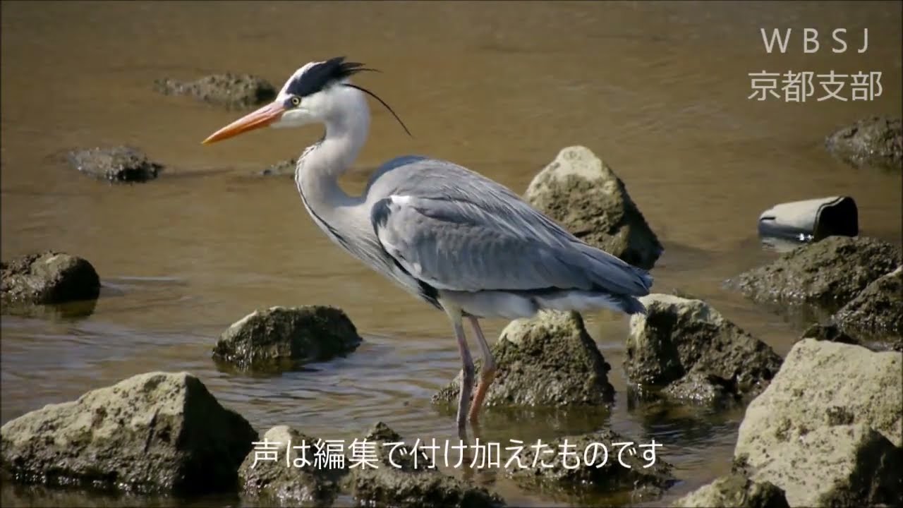 青さぎ牧場 アオサギ日本野鳥の会 京都支部