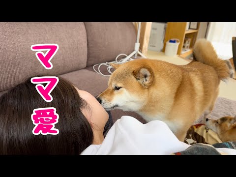 疲れて寝落ちしたママを心配して優しくキスして起こす柴犬が可愛い