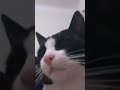 Amghar Halaqa My Cat 