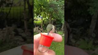 How does a hummingbird drink watermid-air..? #facts #amazingfacts