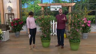 Cottage Farms Peaches & Cream 2-piece Honeysuckle Vine Set on QVC