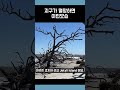 지구가 멸망하면 이런모습?  #지구 #지구멸망  #문화충격 #사바나이모저모  #서배너라이프