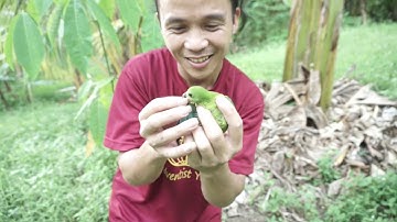 Cara Memikat Serindit Dikawasan Laluan yg Tinggi _ Vlog 008