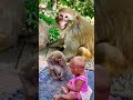 bacche ko pareshan Kiya monkey ne. #monkey #trendingshorts #cute