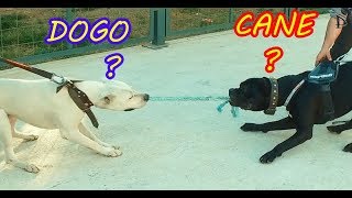 CANE CORSO VS DOGO ARGENTİNO ?