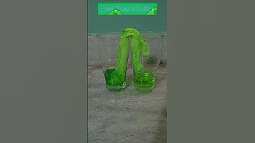 Capillary action in plants experiment with paper towel - Science experiments for kids