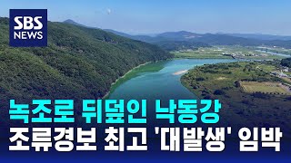 녹조로 뒤덮인 낙동강…조류경보 최고 '대발생' 임박 / SBS