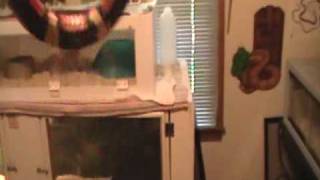My Snake Room