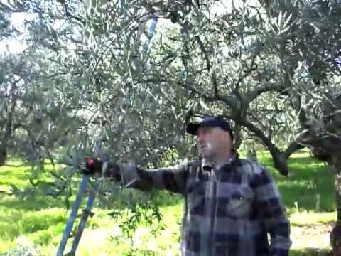 Potatura manuale degli ulivi(Manual pruning of olive trees)