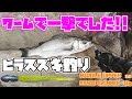 ミノーを投げた後でもヒラスズキはワームを食ってきました！