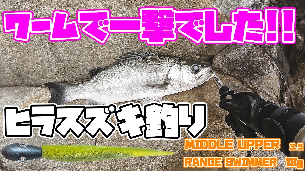 ミノーを投げた後でもヒラスズキはワームを食ってきました Youtube