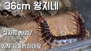 36cm 왕지네. 회사 관둔 이유가 있네요!!!