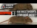 Деревянная мебель в пробирке, искусственная роговица, карта коричневых карликов. Новости QWERTY №156