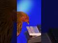A Chicken Plays the American Anthem on Piano.