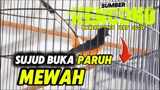 GILLAAAAA.. ‼️Calon Di Tiket Mahal 🔥 Sumber Kencono serem polllll 🔥