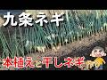 【九条ネギ】ネギの植え方を実演します、いよいよ本植えシーズンです/夏の暑さに負けずに頑張って作業してみた-Vol.241(2024.07.25)