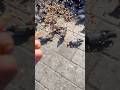 #remix #keşfet #eminönü #birds #shortvideo