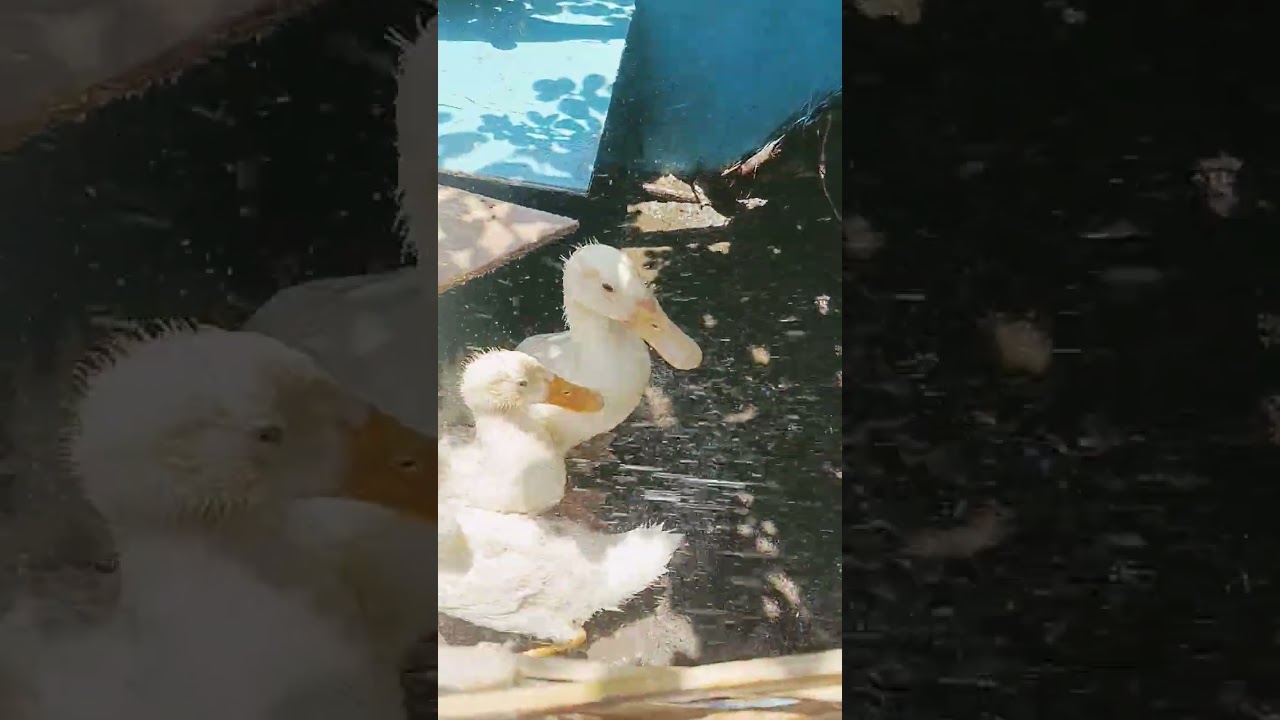bebek lucu cute duckling #duck #ducklingspro #funny #anomaliviral