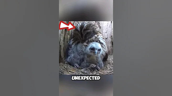 Owls Adopt Orphaned Chicks As Their Own. #owl #shorts