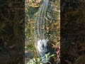 Alligators #swamplife #reptiles #magic #nature #alligatorwalk #wildlife #sanctuary