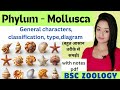 phylum mollusca, Mollusca phylum bsc 1st year zoology knowledge adda lion batch, characters type