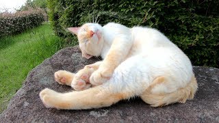 野良猫達が石の上でゴロンとお昼寝