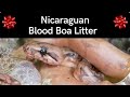 Huge Boa Litter from My Nicaraguan Het Blood Boa