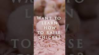 Baby Chick on The Homestead