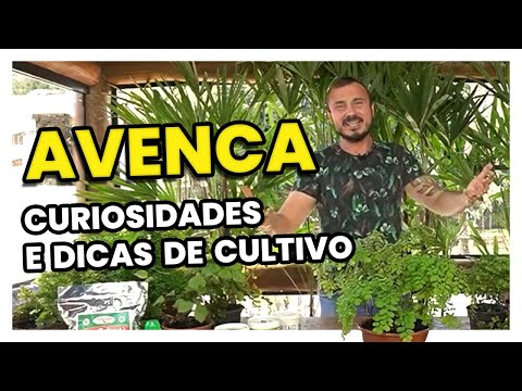 Vídeo: Como você cultiva abetos negros?