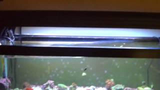 Short Pulse MAX Flow Huge Wave