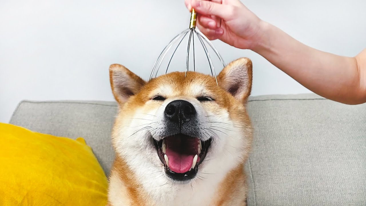 柴犬試用按摩爪瞬間「瞇瞇眼+飛機耳」　爽露謎之微笑萌翻網友 - 民視新聞網