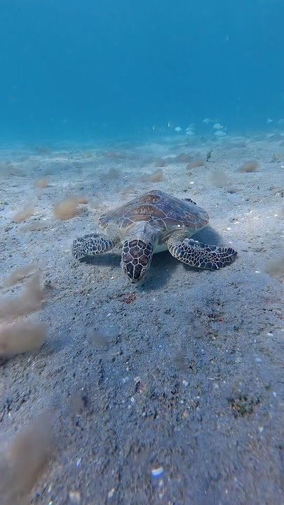 i never see this many nurse sharks! #diving #florida #snorkel #beachgirl #shark #seaturtle #marine