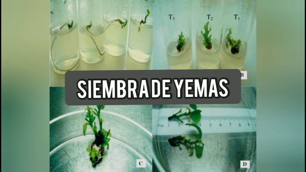 CULTIVO IN VITRO CASERO