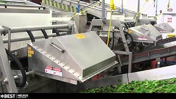 Baby leaf spinach & spring mix sorting machine Helius - TOMRA Sorting
