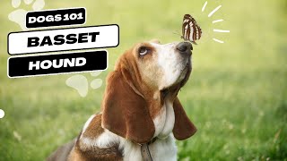 Basset Hound | Dogs 101