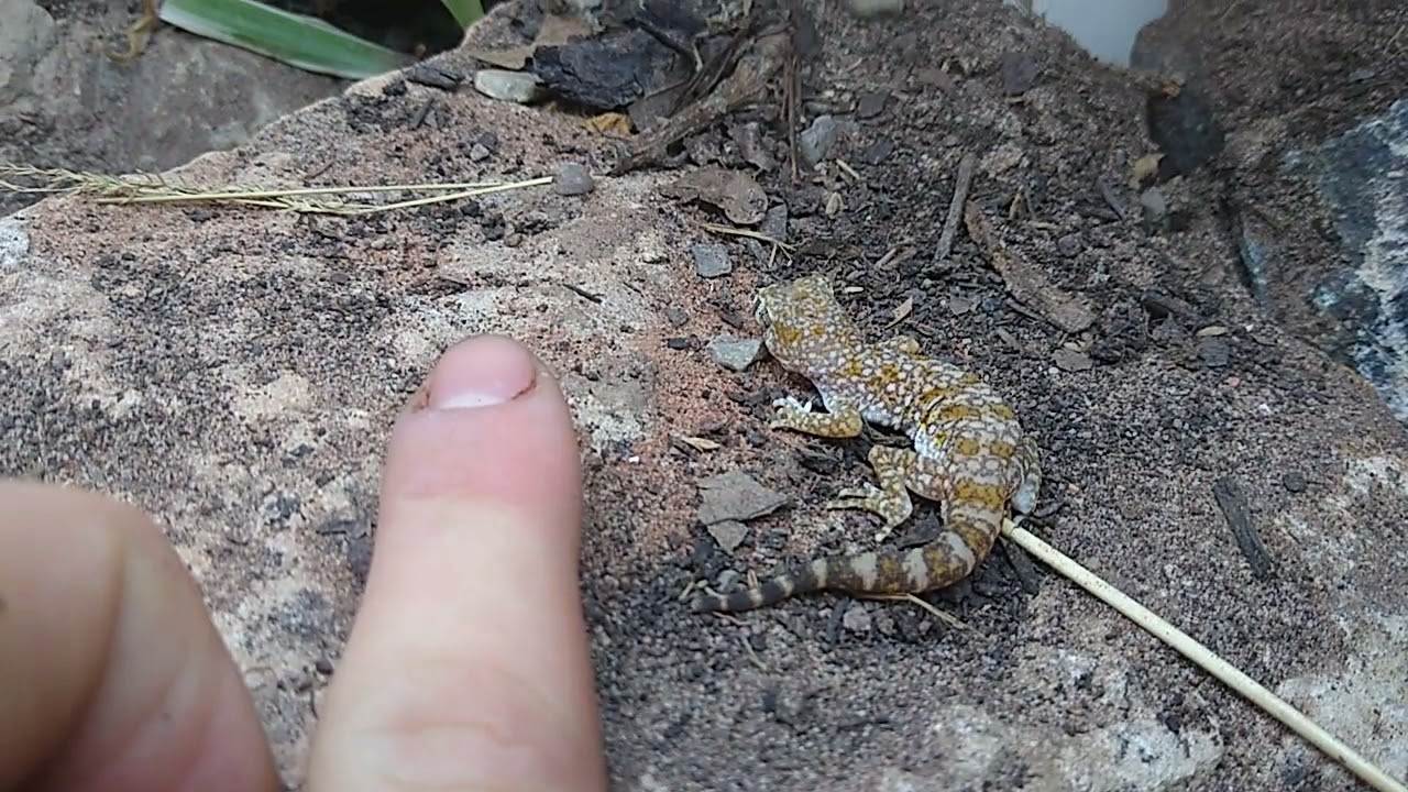 Dune gecko (Stenodactylus sthenodactylus)