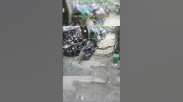 Gió thổi bật rễ cây cổ thụ 20m 😨 #thiennhien #thoitiet #tintuc #nguyhiem #antoan