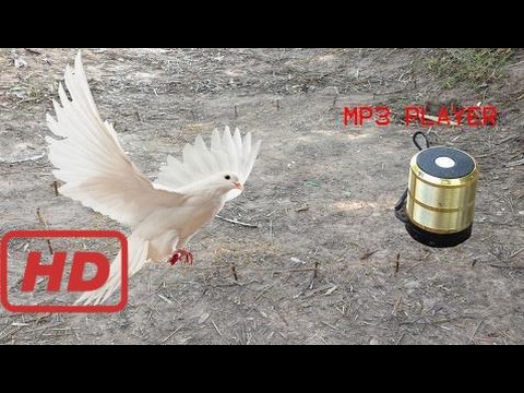 Tradicionalne Zamke Za Ptice U Kambodži - Lov Na Divlju Pticu S Zamkom Mp3 Playera - Kako Uhvatiti
