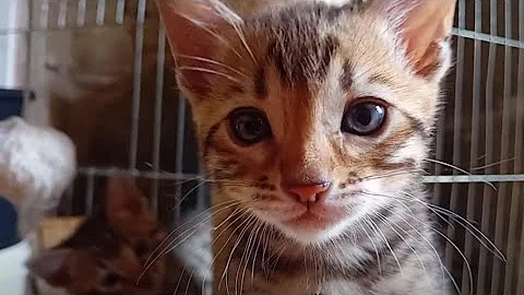 Watch the video about Bengal Kittens Play Time ❤️ #bengalcat #kittens #cutekittenvideos #cat #catlife