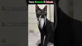 Bro found the Kung Fu Master cat π§ββοΈπ#funnycats #catmemes #mastershifu Bro found the Kung Fu Master cat π§ββοΈπ#funnycats #catmemes #mastershifu
