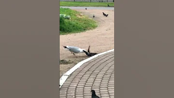Чайка утащила голубя