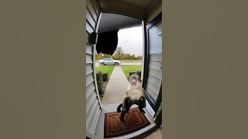 Monkey gets sucked by the tornado #soraai #funny #ai